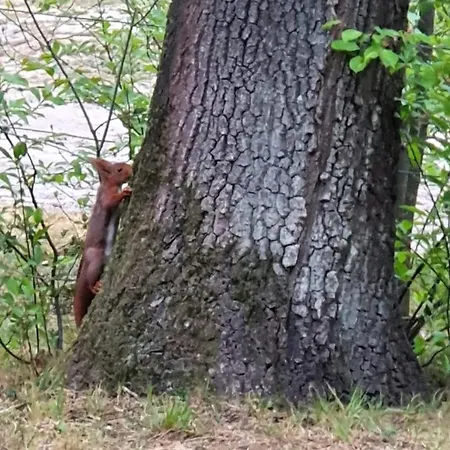 בית נופש Stacaravan 4 Personen Op De Veluwe *